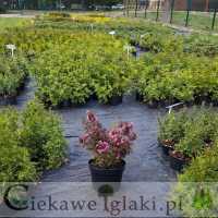 Krzewuszka cudowna Victoria