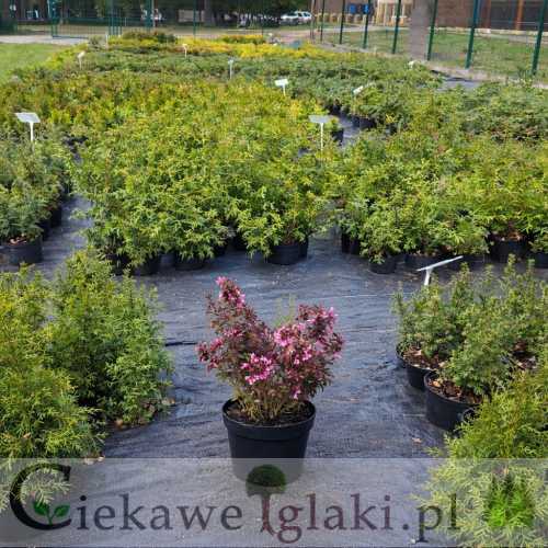 Krzewuszka cudowna Victoria.jpg