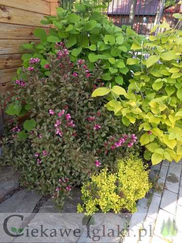 Krzewuszka Viktoria.jpg