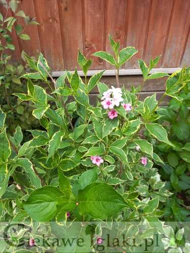 krzewuszka Nana Variegata.jpg