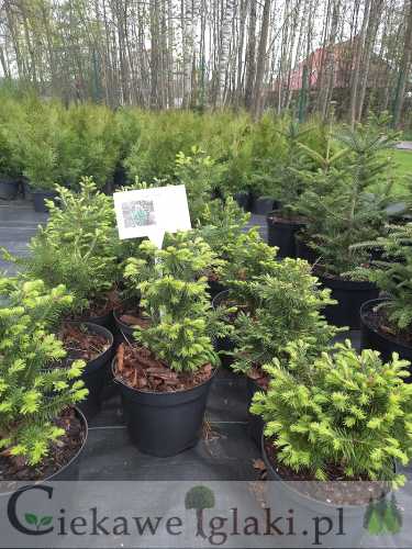 jodla-gorska-abies-lasiocarpa-sadzonka-drzewo-iglaste.jpg