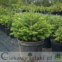 Jodła mandżurska