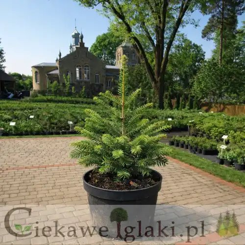 Jodła nikko  