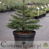 Jodła kaukaska 