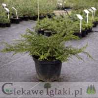 Jałowiec pospolity Green Carpet