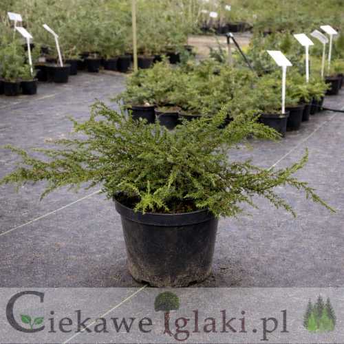 Jałowiec pospolity Green Carpet.jpg