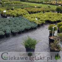 Jałowiec pospolity Repanda 