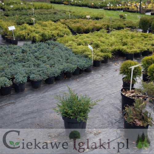 Jałowiec pospolity Repanda 