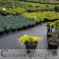 Jałowiec pośredni  Gold Coast 