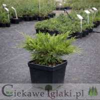 Jałowiec pośredni Mint Julep