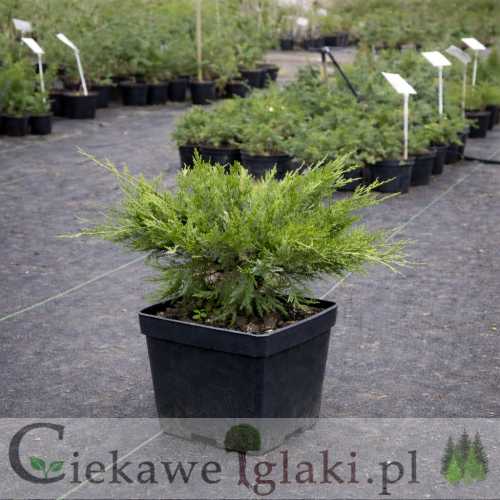 Jałowiec pośredni Mint Julep