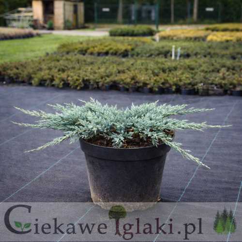 Jałowiec płożący Blue Chip.jpg