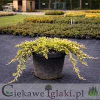 Jałowiec płożący Golden Carpet 