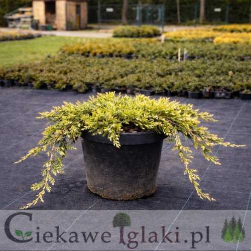 Jałowiec Golden Carpet.jpg