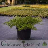 Jałowiec płożący Prince of Woles 