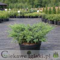 Jałowiec sabiński Glauca