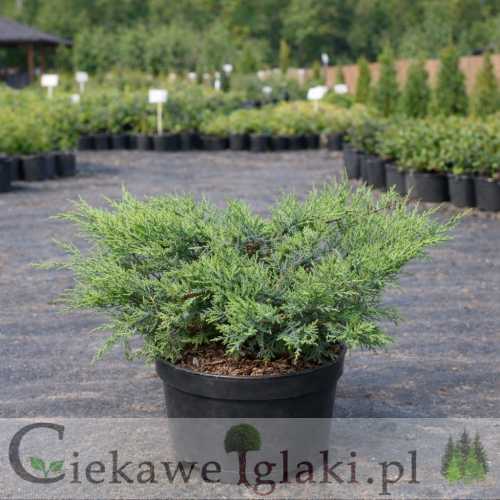 Jałowiec sabiński Glauca.jpg
