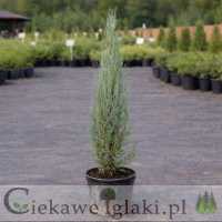 Jałowiec skalny Blue Arrow