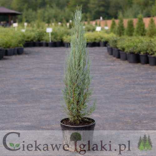 Jałowiec skalny Blue Arrow.jpg
