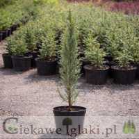 Jałowiec skalny Blue Arrow 