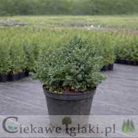 Jałowiec łuskowaty Blue Star