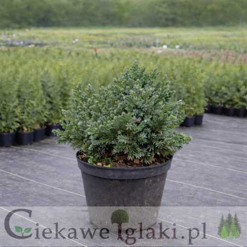 Jałowiec łuskowaty Blue Star