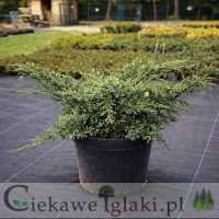 Jałowiec łuskowaty Holger