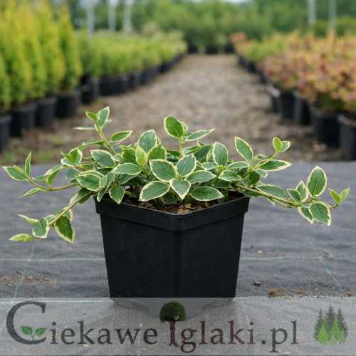 Barwinek pospolity Ralph Shugert