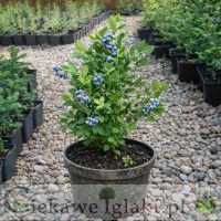 Borówka amerykańska Bluecrop