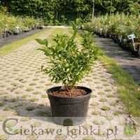 Borówka amerykańska Goldtraube