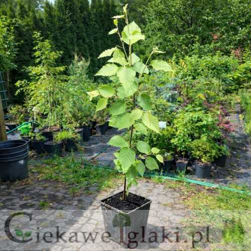 Brzoza papierowa.jpg