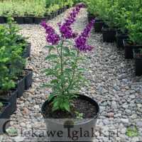 Budleja Dawida Border Beauty 