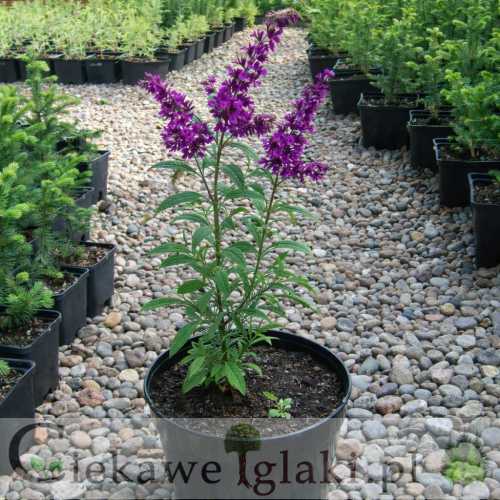 Budleja Dawida Border Beauty motyli krzew