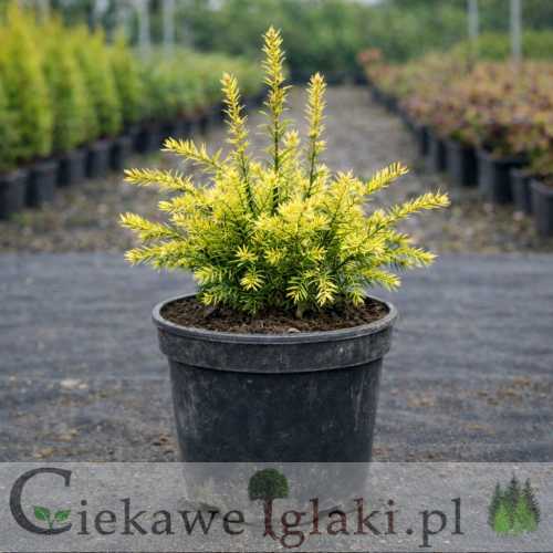 Cis pospolity Elegantissima 