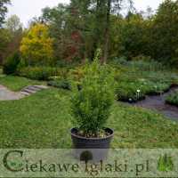 Cis pośredni Densiformis 