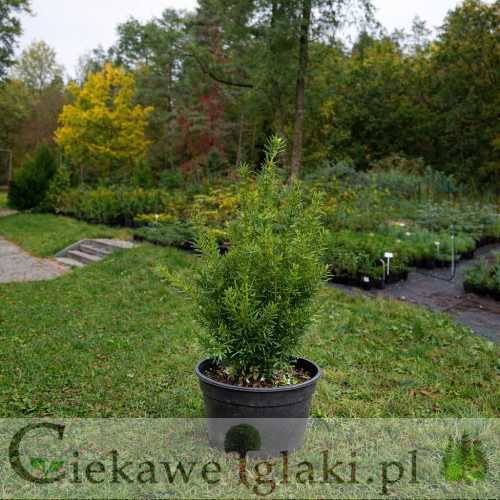 Cis pośredni Densiformis 