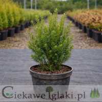 Cis pośredni Hillii 