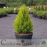 Cyprysik Lawsona Ivonne