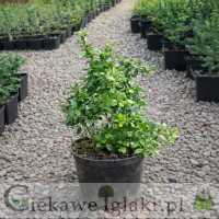 Berberys pośredni Parkjuweel 