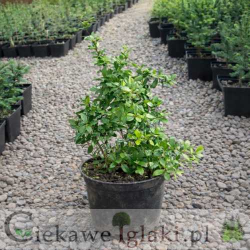 Berberys pośredni Parkjuweel.jpg