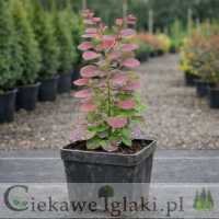 Berberys Thunberga Atropurpurea