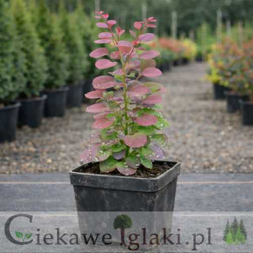 Berberys Thunberga Atropurpurea