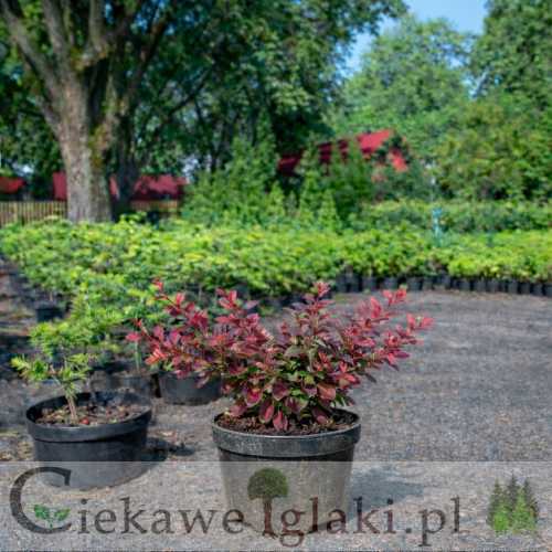 Berberys Atropurpurea Nana karłowy czerwony krzew