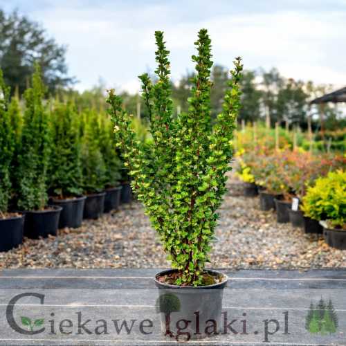 Berberys Thunberga Erecta