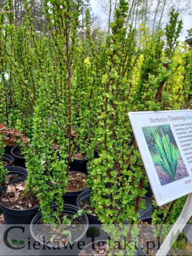 Berberys Thunberga Erecta sadzonka w maju