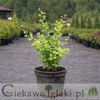 Berberys Thunberga Kórnik