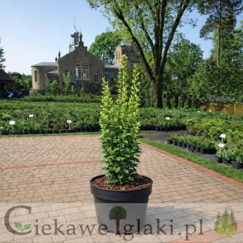 Berberys Powwow kolorowy krzew ozdobny