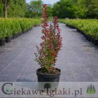 Berberys Thunberga Red Pillar