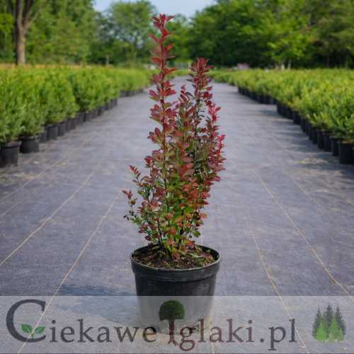 Berberys Thunberga Red Pillar