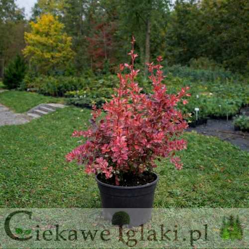 Berberys Thunberga Rose Glow 